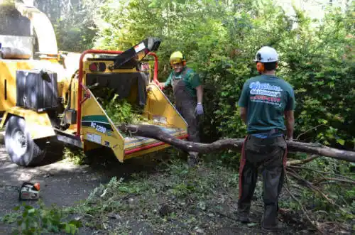 tree services Goldfield